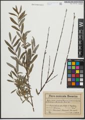 Foto von Salix purpurea L. x Salix repens L.